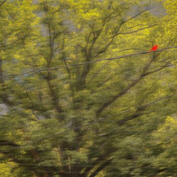 Photography titled "Red bird" by Blame Mr Ken, Original Artwork, Manipulated Photography