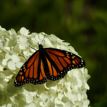 "Papillon monarque s…" başlıklı Fotoğraf Pierre Desmarchais tarafından, Orijinal sanat, Dijital Fotoğrafçılık