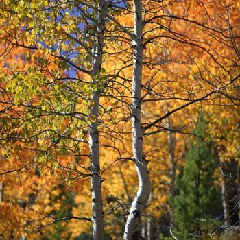 Photography titled "Aspens in Fall Color" by Mike Shipman, Original Artwork