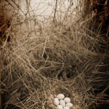 Photography titled "Snake River Eggs" by Mike Shipman, Original Artwork