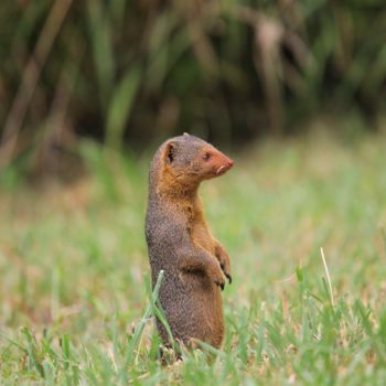 摄影 标题为“Mongoose. Tanzania.…” 由Boris Davidovich, 原创艺术品, 数码摄影