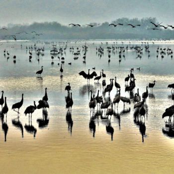 Fotografie getiteld "Cranes. N2. Israel" door Boris Davidovich, Origineel Kunstwerk, Digitale fotografie