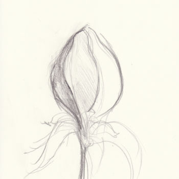 Drawing titled "iris.jpg" by Bob Clement, Original Artwork