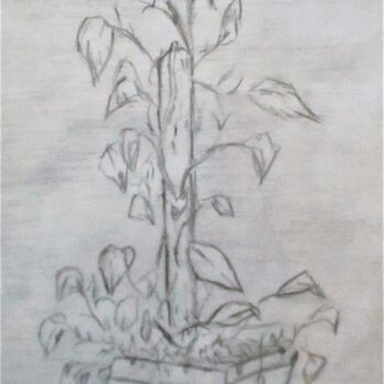 Dibujo titulada "Plante Grasse." por Roberto Urbano, Obra de arte original, Lápiz