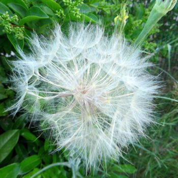 Photography titled "merveille de la nat…" by Jean Louis Boguet, Original Artwork