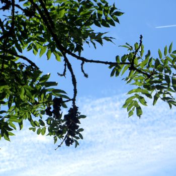 Photographie intitulée "feuilles en ciel" par Jean Louis Boguet, Œuvre d'art originale