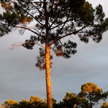 Photographie intitulée "lumière du soir sur…" par Jean Louis Boguet, Œuvre d'art originale