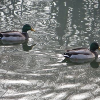 Photography titled "col vert en hiver" by Jean Louis Boguet, Original Artwork