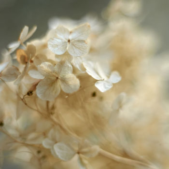 "Flower tenderness" başlıklı Fotoğraf Ekaterina Bokova tarafından, Orijinal sanat, Dijital Fotoğrafçılık