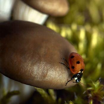 「Ladybug on a mushro…」というタイトルの写真撮影 Ekaterina Bokovaによって, オリジナルのアートワーク, デジタル