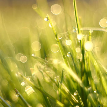 Фотография под названием "Dew on the grass" - Ekaterina Bokova, Подлинное произведение искусства, Цифровая фотография