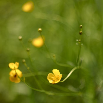 Photography titled "Желтые цветы крупны…" by Ekaterina Bokova, Original Artwork, Digital Photography