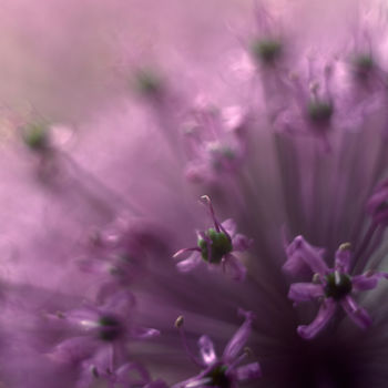 Photography titled "Фиолетовый цветок" by Ekaterina Bokova, Original Artwork, Digital Photography
