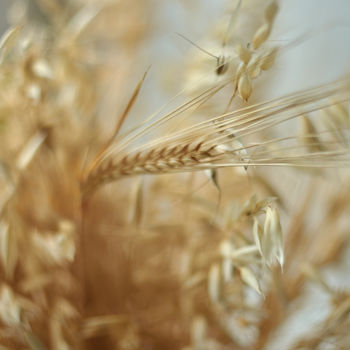 Photography titled "Овес и пшеница" by Ekaterina Bokova, Original Artwork, Digital Photography