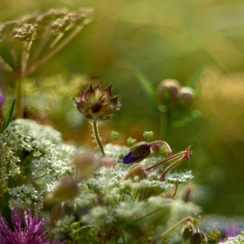 Фотография под названием "Летний букет полевы…" - Ekaterina Bokova, Подлинное произведение искусства, Цифровая фотография