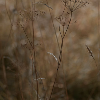 Fotografía titulada "Сухоцветы в поле" por Ekaterina Bokova, Obra de arte original, Fotografía digital