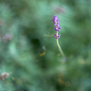 Photography titled "Lavender" by Ekaterina Bokova, Original Artwork, Digital Photography