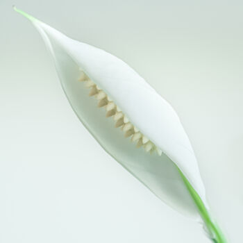 Photography titled "white flower" by Boris Belkania, Original Artwork, Digital Photography