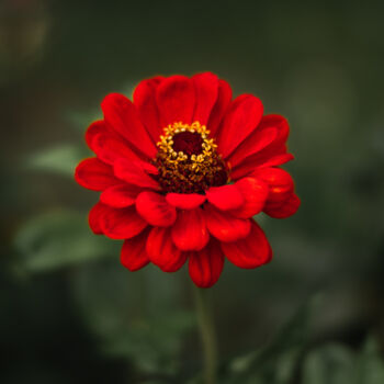 Photographie intitulée "Red flower" par Boris Belkania, Œuvre d'art originale, Photographie numérique