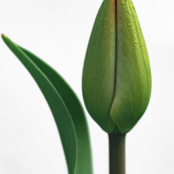 Fotografie getiteld "tulip" door Boris Belkania, Origineel Kunstwerk, Digitale fotografie