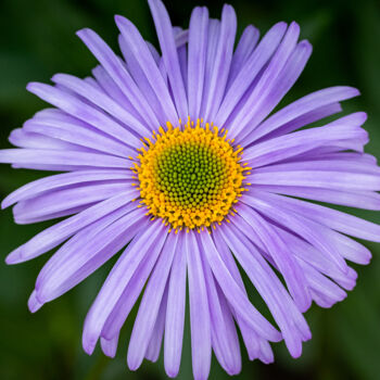 Fotografia zatytułowany „purple flower” autorstwa Boris Belkania, Oryginalna praca, Fotografia cyfrowa