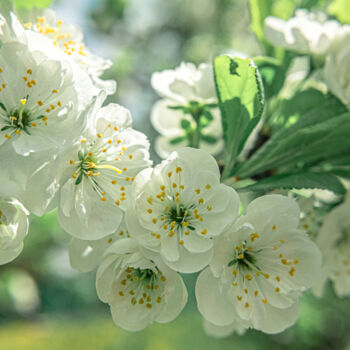 Фотография под названием "spring flowers" - Boris Belkania, Подлинное произведение искусства, Цифровая фотография