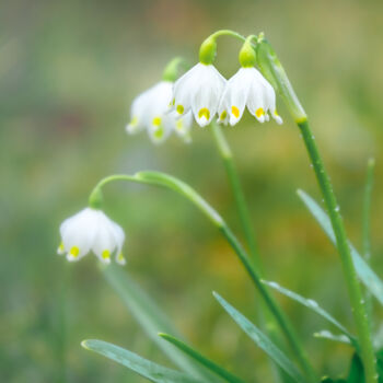 Photography titled "spring flowers 2" by Boris Belkania, Original Artwork, Digital Photography