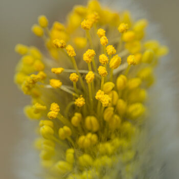 Photographie intitulée "blooming willow" par Boris Belkania, Œuvre d'art originale, Photographie numérique