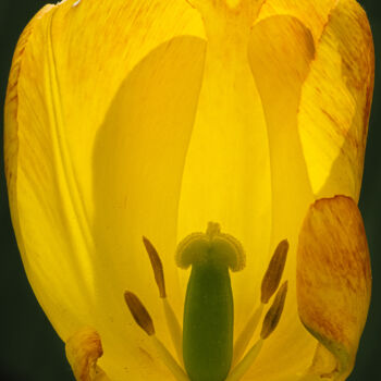 Fotografia intitulada "yellow tulip" por Boris Belkania, Obras de arte originais, Fotografia digital