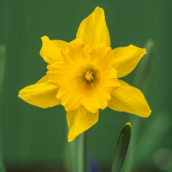 Fotografie getiteld "yellow daffodil" door Boris Belkania, Origineel Kunstwerk, Digitale fotografie