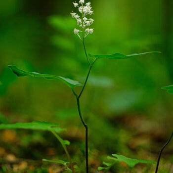 Fotografia zatytułowany „flower in the forest” autorstwa Boris Belkania, Oryginalna praca, Fotografia cyfrowa