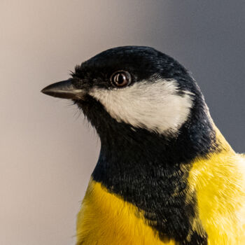 Фотография под названием "Bird 2" - Boris Belkania, Подлинное произведение искусства, Цифровая фотография