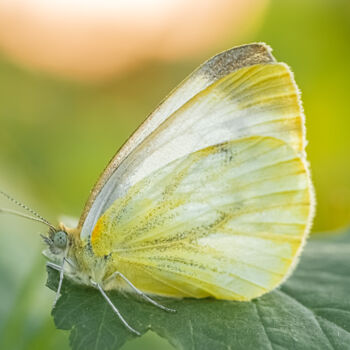 Photography titled "butterfly" by Boris Belkania, Original Artwork, Digital Photography