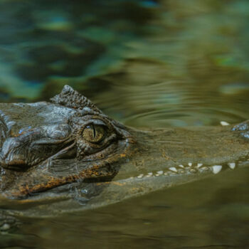 Fotografia intitulada "crocodile" por Boris Belkania, Obras de arte originais, Fotografia digital