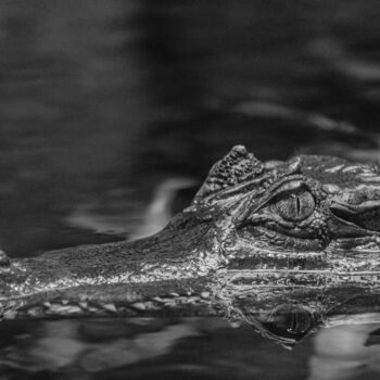 Photography titled "crocodile 2" by Boris Belkania, Original Artwork, Digital Photography