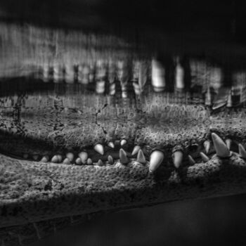 Photographie intitulée "crocodile 3" par Boris Belkania, Œuvre d'art originale, Photographie numérique