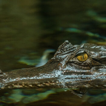Fotografia intitulada "crocodile 4" por Boris Belkania, Obras de arte originais, Fotografia digital