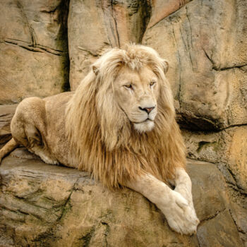 Fotografia intitolato "Lion" da Boris Belkania, Opera d'arte originale, Fotografia digitale
