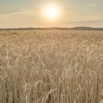 Fotografie getiteld "wheat" door Boris Belkania, Origineel Kunstwerk, Digitale fotografie