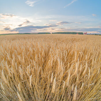 Fotografia zatytułowany „wheat 2” autorstwa Boris Belkania, Oryginalna praca, Fotografia cyfrowa