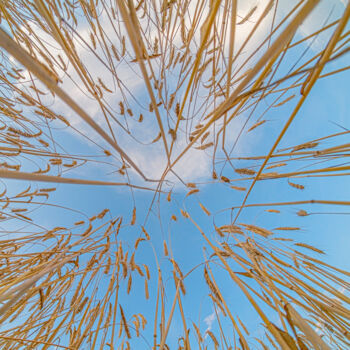 Фотография под названием "wheat 4" - Boris Belkania, Подлинное произведение искусства, Цифровая фотография