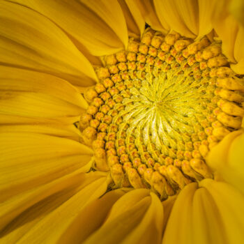 Fotografia zatytułowany „Sunflower” autorstwa Boris Belkania, Oryginalna praca, Fotografia cyfrowa