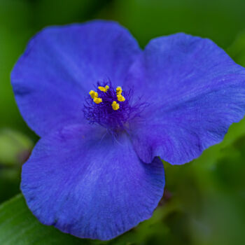 Fotografia intitulada "blue flower" por Boris Belkania, Obras de arte originais, Fotografia digital