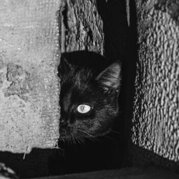 Photographie intitulée "Cat 2" par Boris Belkania, Œuvre d'art originale, Photographie numérique