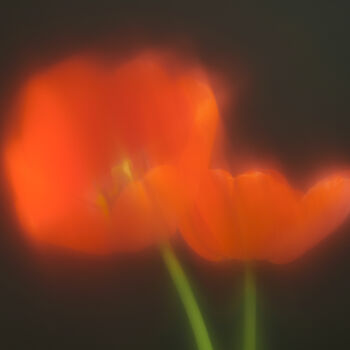 Photography titled "tulips" by Boris Belkania, Original Artwork, Digital Photography