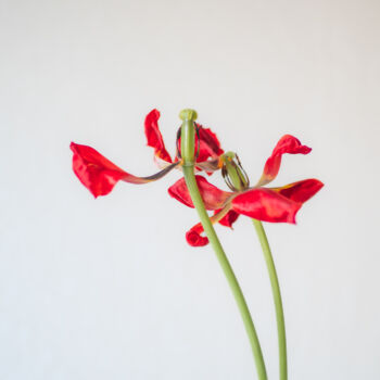 Photographie intitulée "red tulips" par Boris Belkania, Œuvre d'art originale, Photographie numérique