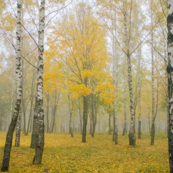 Фотография под названием "lonely maple among…" - Boris Belkania, Подлинное произведение искусства, Цифровая фотография