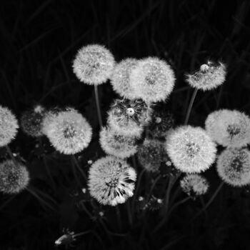Photography titled "dandelions" by Boris Belkania, Original Artwork, Digital Photography