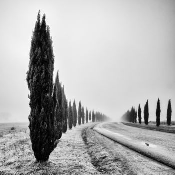 Photography titled "I CIPRESSI" by Borselli, Original Artwork