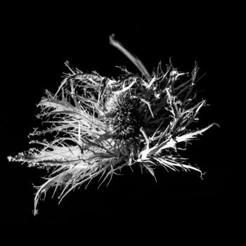 Photographie intitulée "Spiky I" par Jgc Braticius, Œuvre d'art originale, Photographie numérique